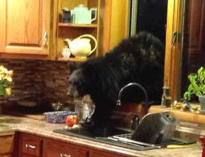 12118698_10208011952240924_2714501339023025993_n